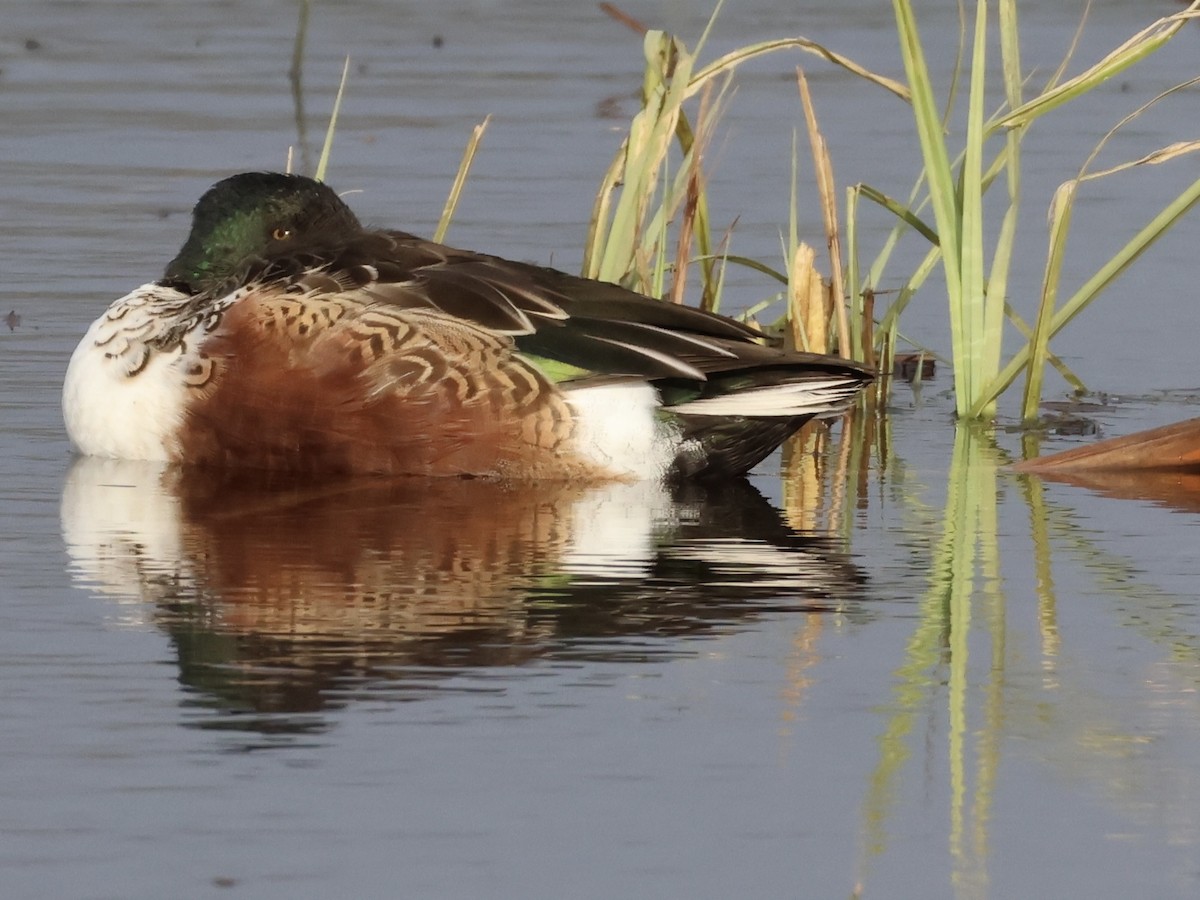 琵嘴鴨 - ML644645460