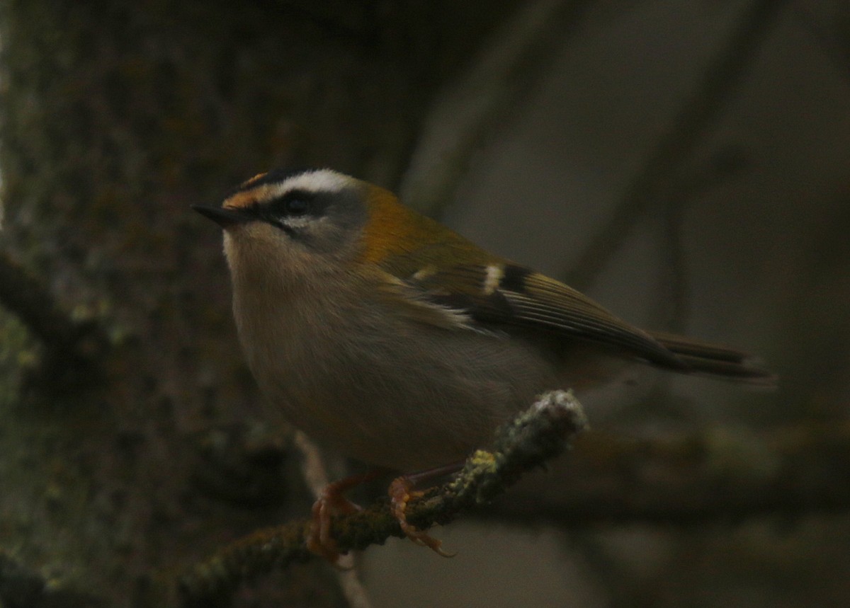 Красноголовый королёк - ML644645463