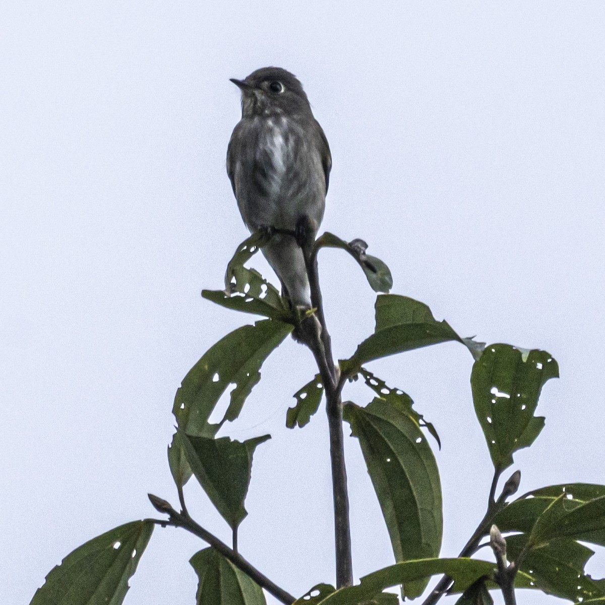 Dark-sided Flycatcher - ML644645466