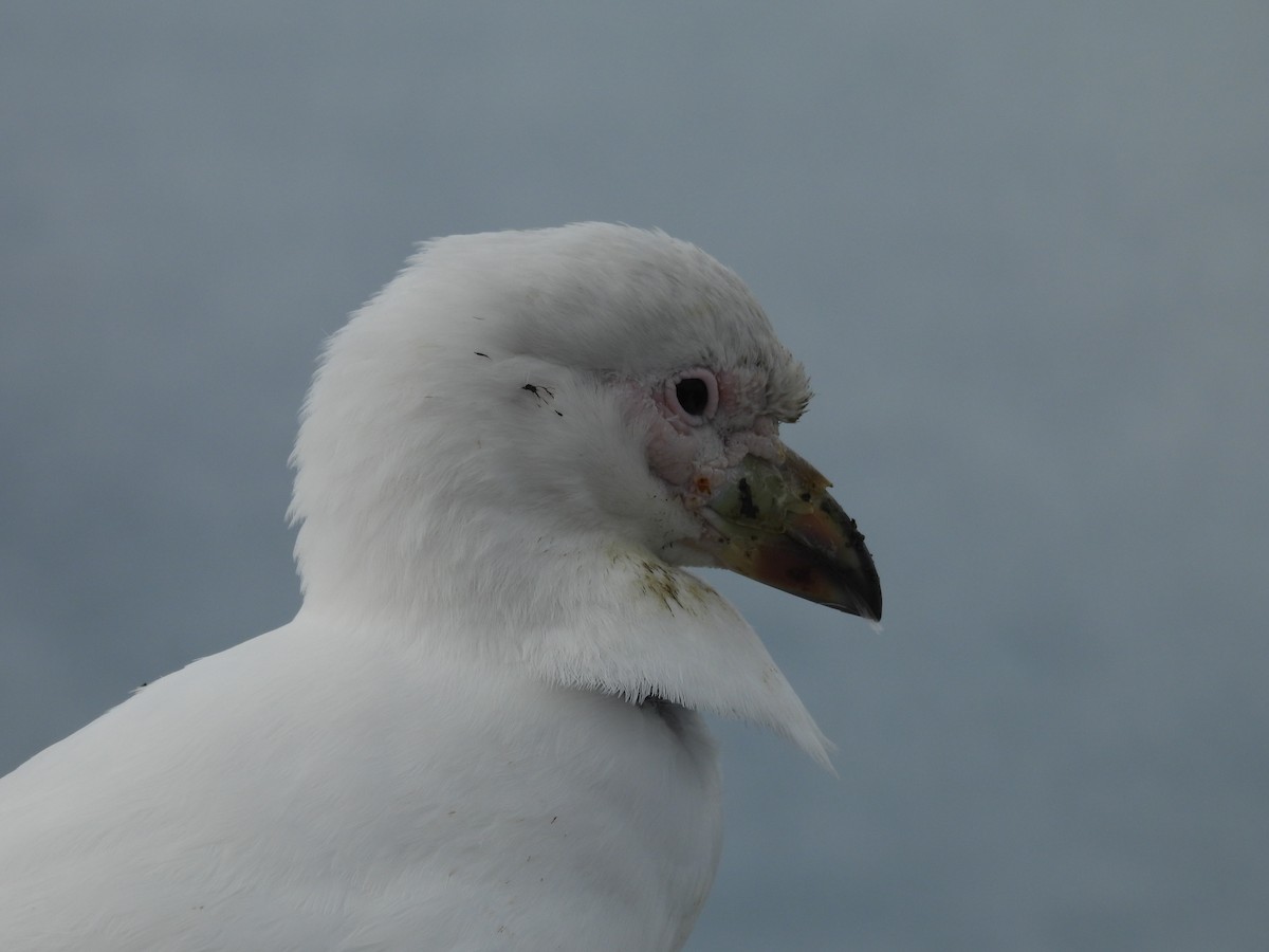 Snowy Sheathbill - ML644645468