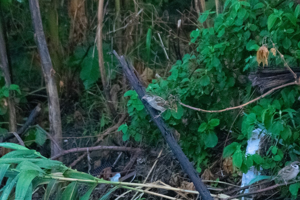 İtalyan Serçesi - ML644645471