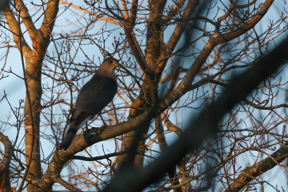 Cooper's Hawk - ML644645476