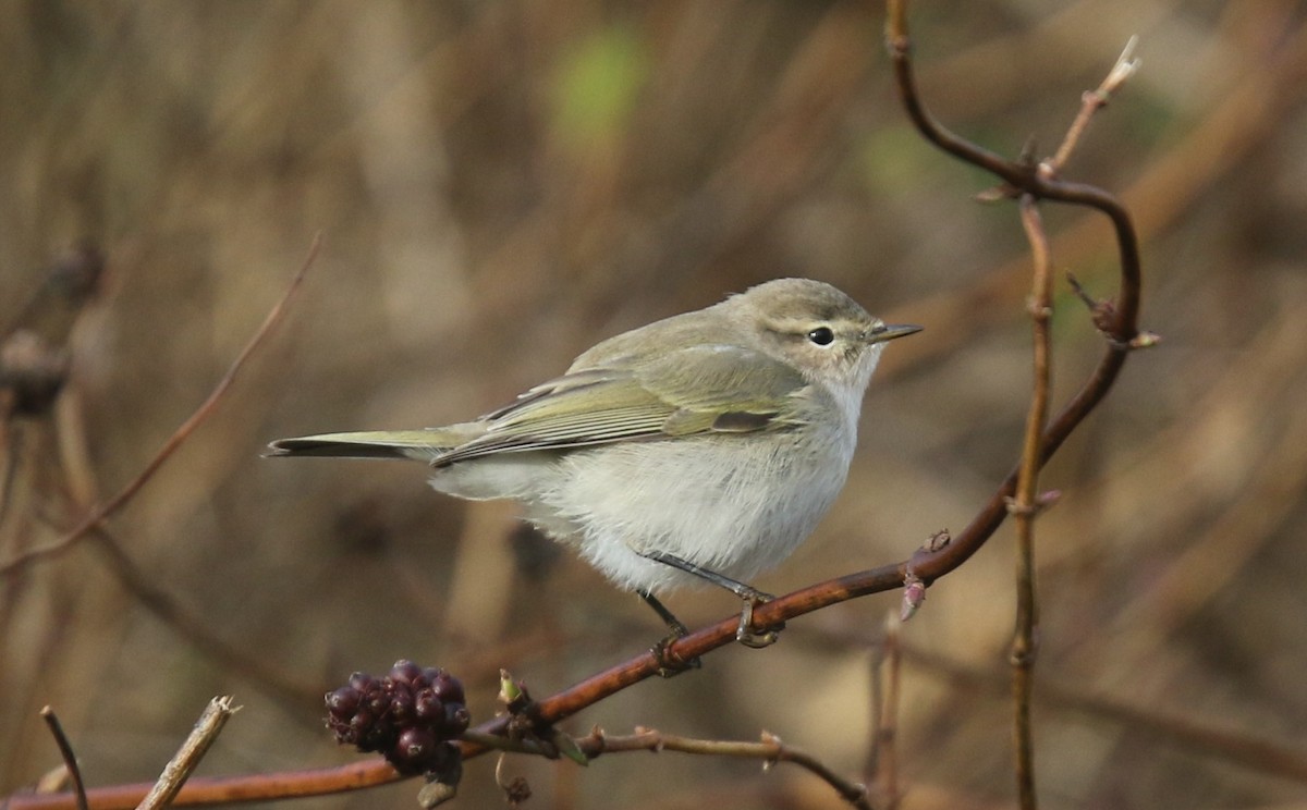 Пеночка-теньковка (tristis) - ML644645484