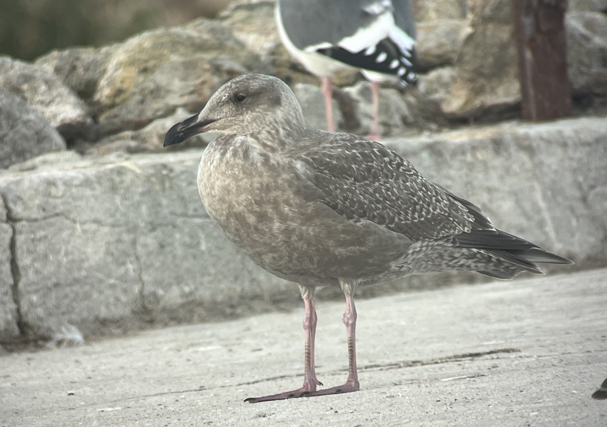 American Herring x Glaucous-winged Gull (hybrid) - ML644645487