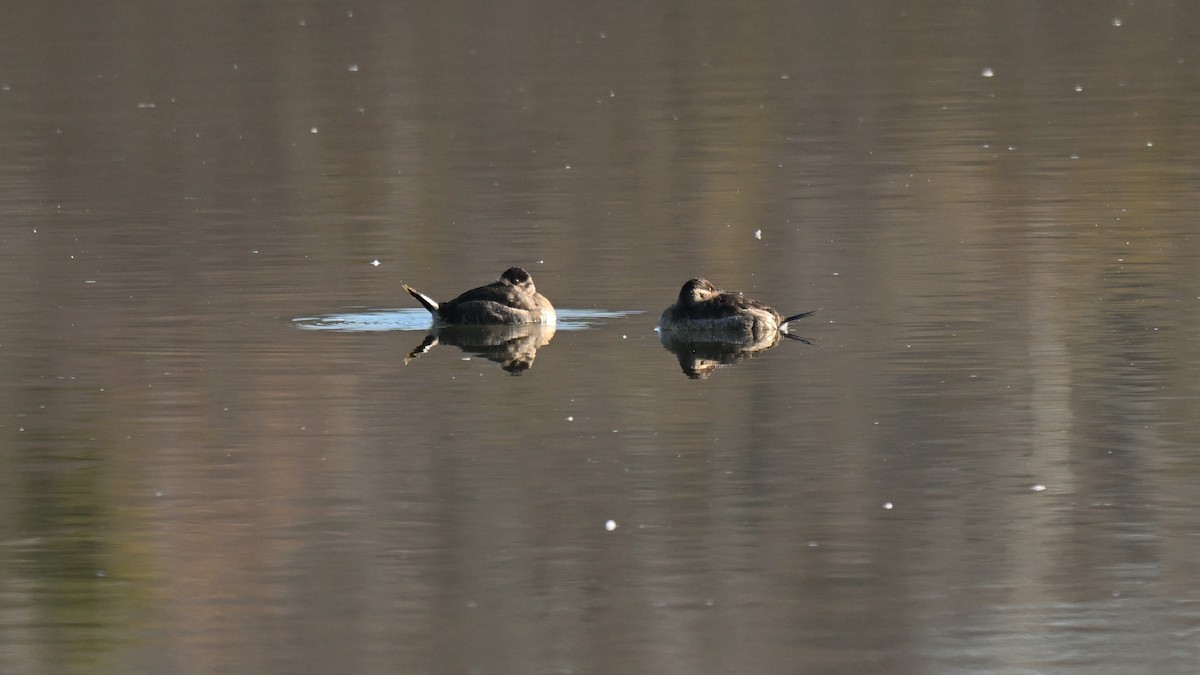 Ruddy Duck - ML644645488