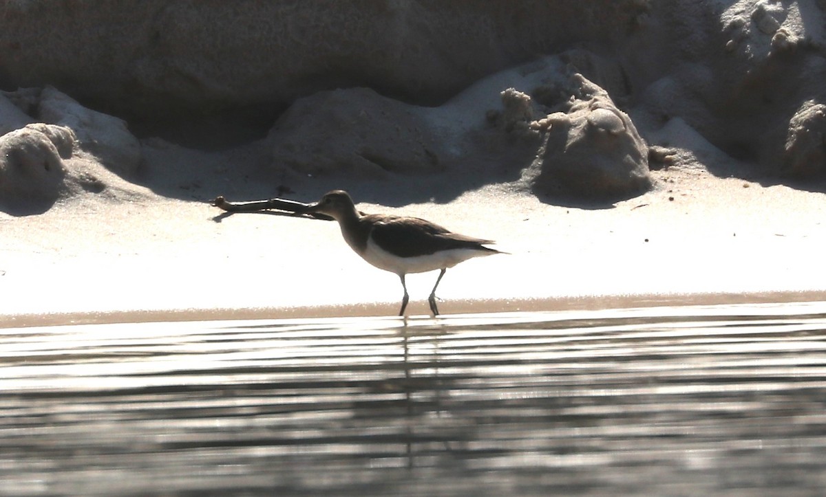 Common Sandpiper - ML644645491