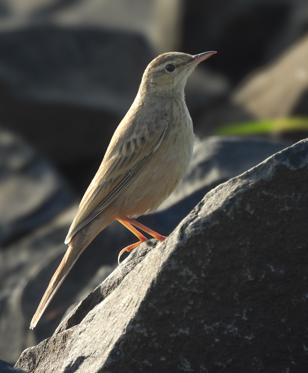 ハシナガビンズイ - ML644645494