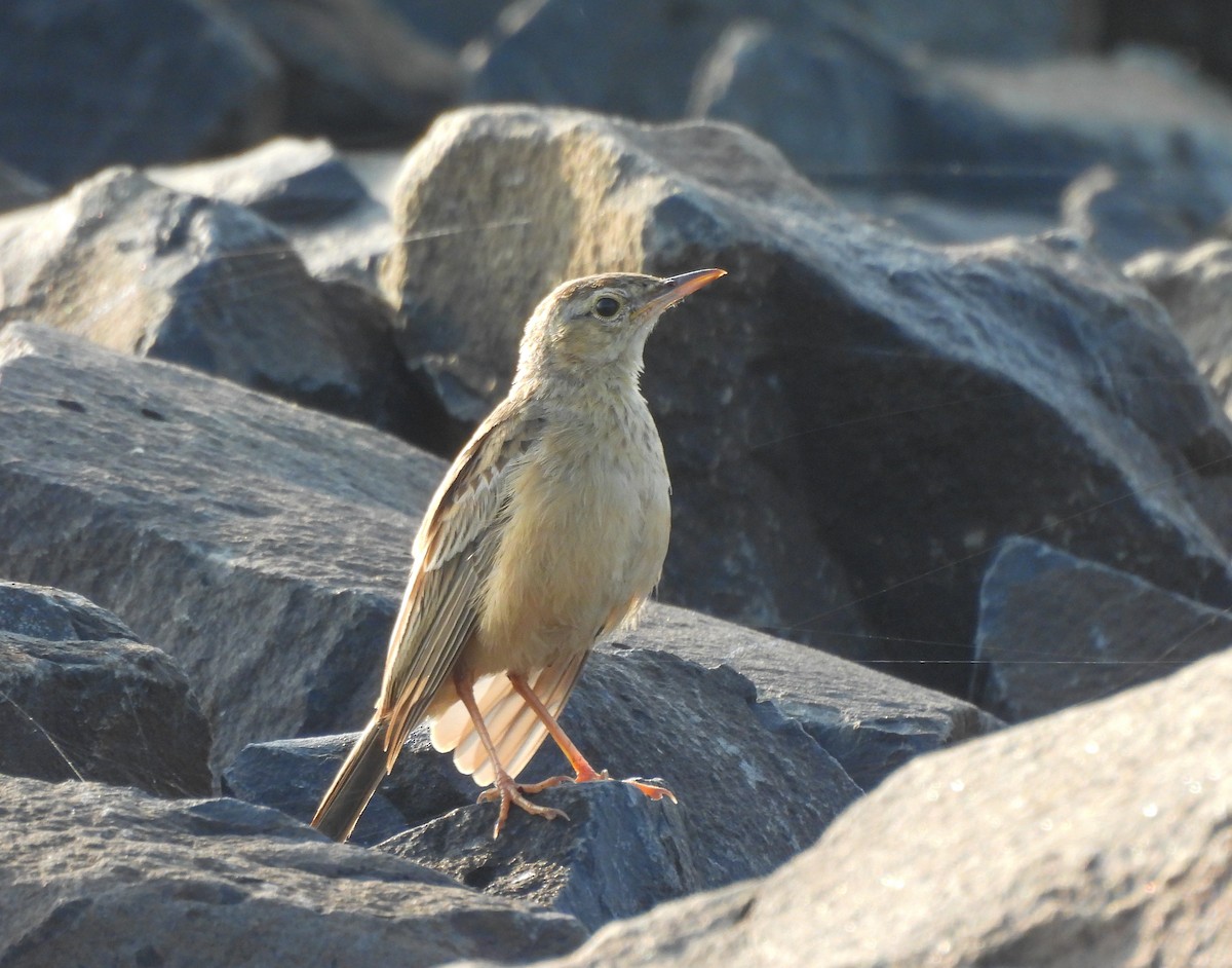 ハシナガビンズイ - ML644645496