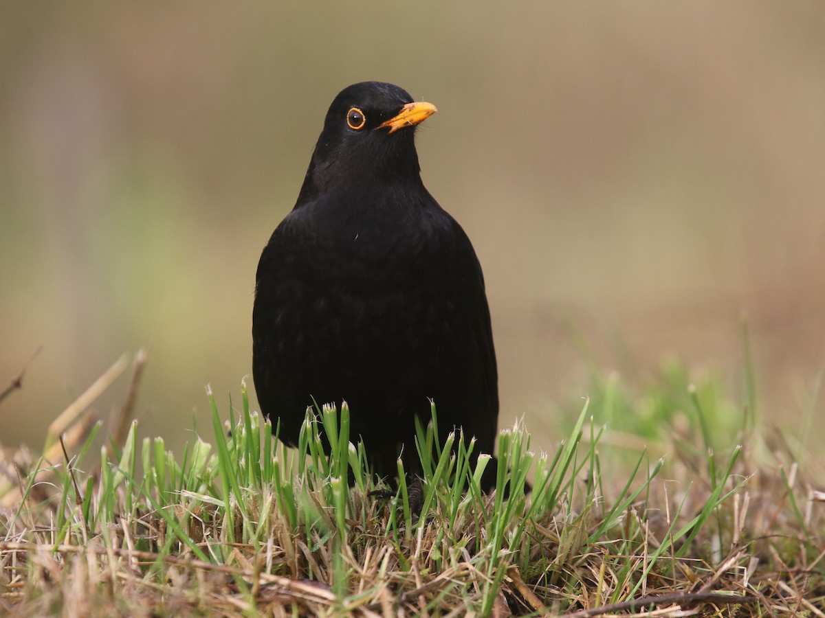 Чёрный дрозд - ML644645500