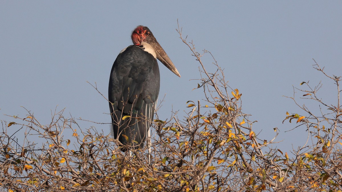 Marabou Stork - ML644645502