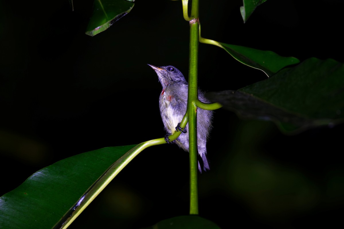 Gray-sided Flowerpecker (Wakatobi) - ML644645506