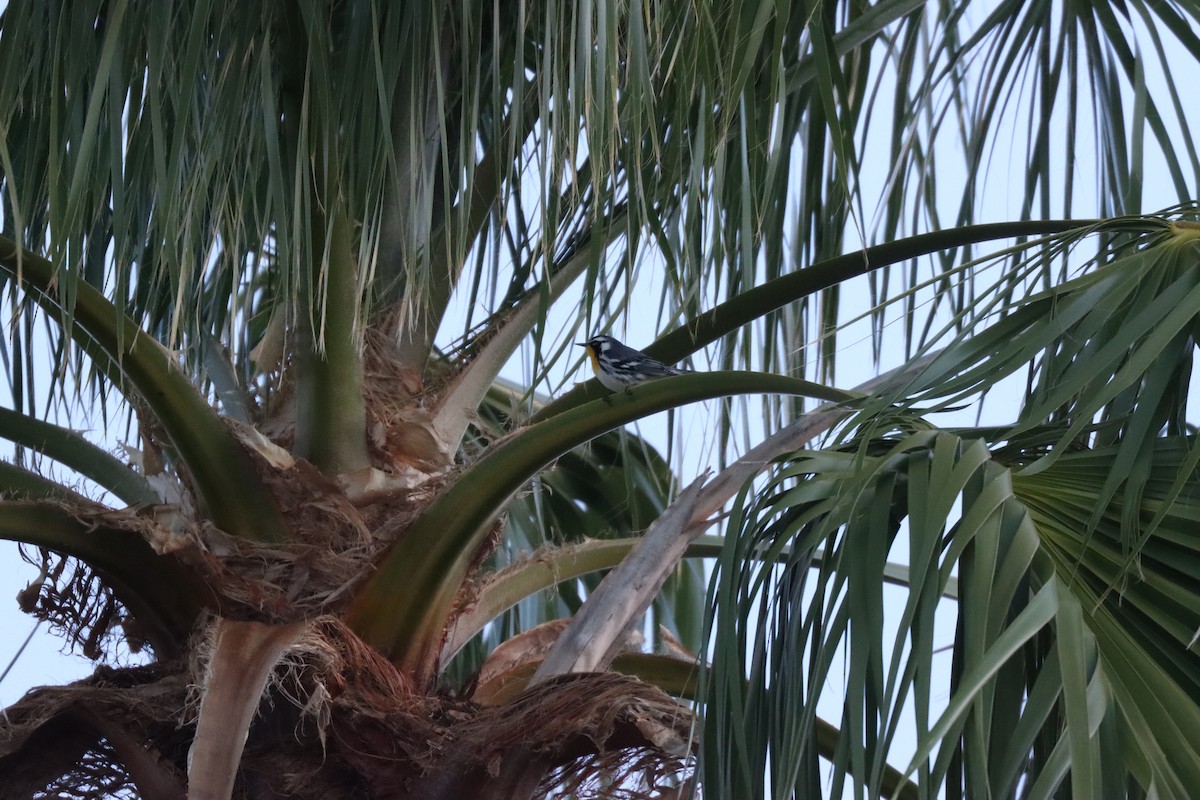 סבכון צהוב-גרון - ML644645509