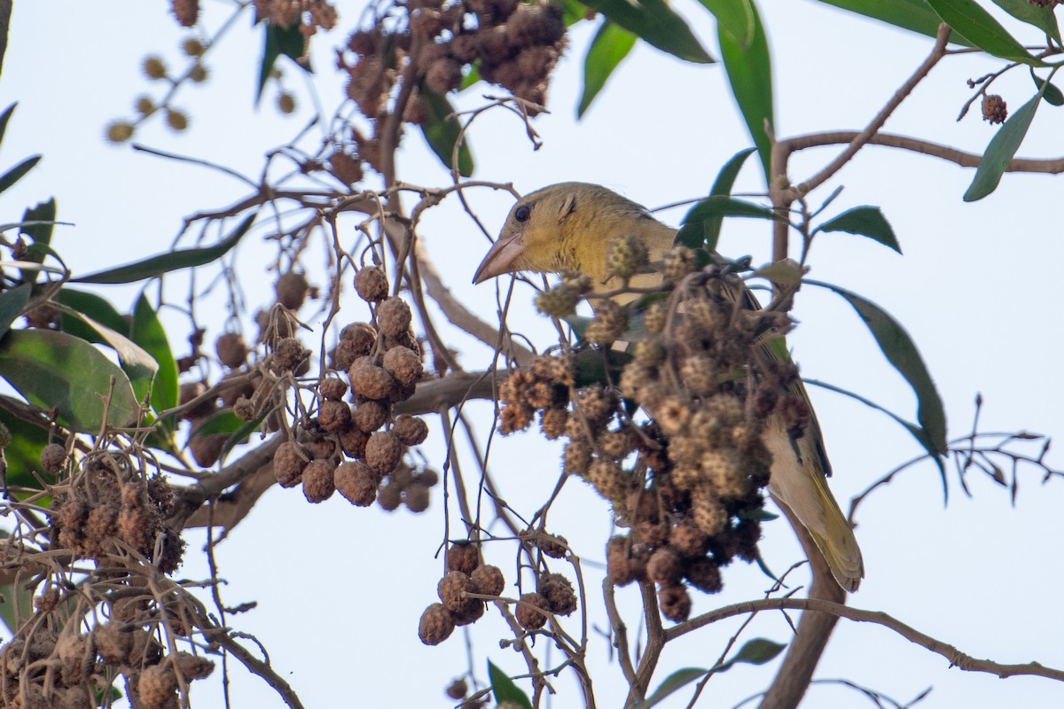 キイロハタオリ - ML644645510
