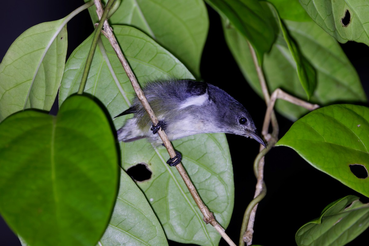 Gray-sided Flowerpecker (Wakatobi) - ML644645511