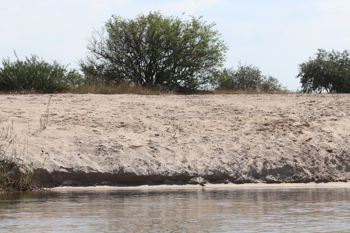 Chevalier guignette - ML644645514