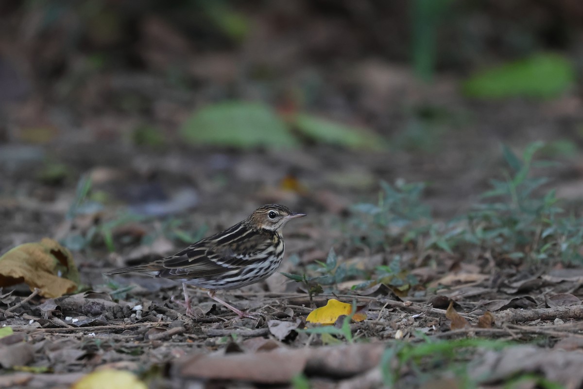 Pipit de la Petchora - ML644645518