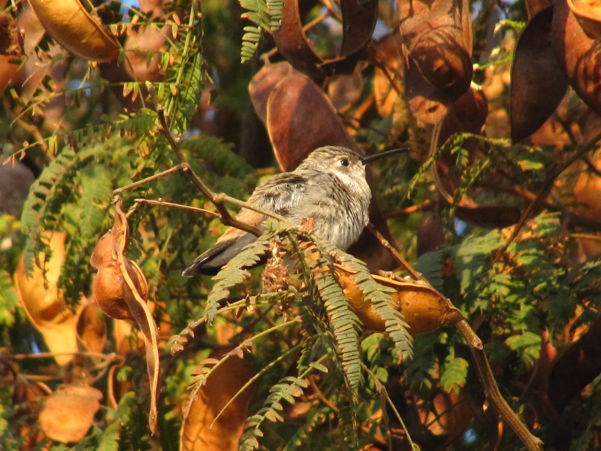 Colibri vesper - ML644645521