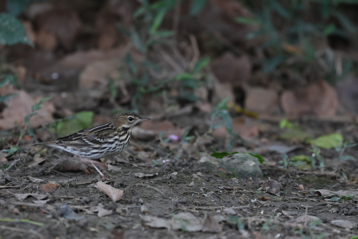 Pipit de la Petchora - ML644645522