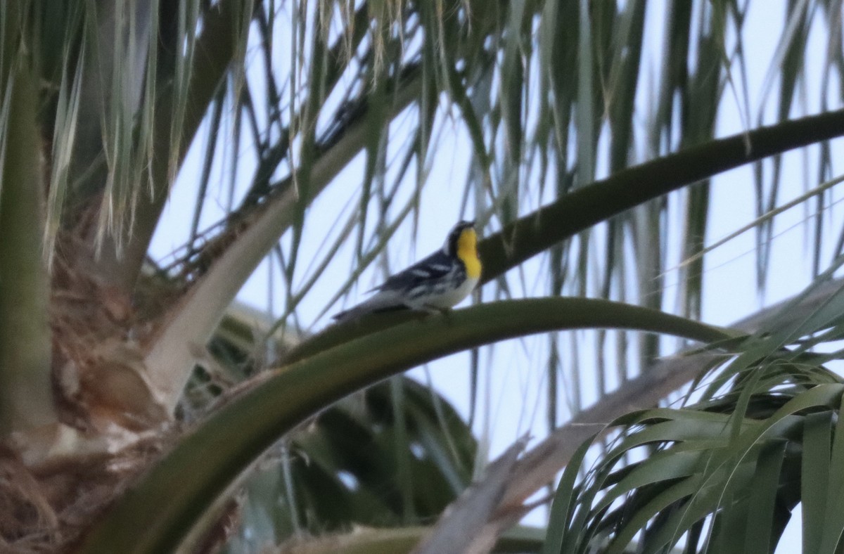 Paruline à gorge jaune - ML644645528