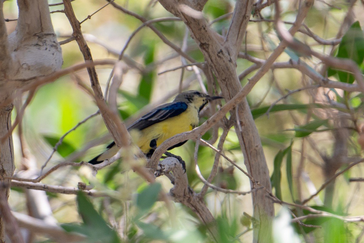 Souimanga du Nil - ML644645529