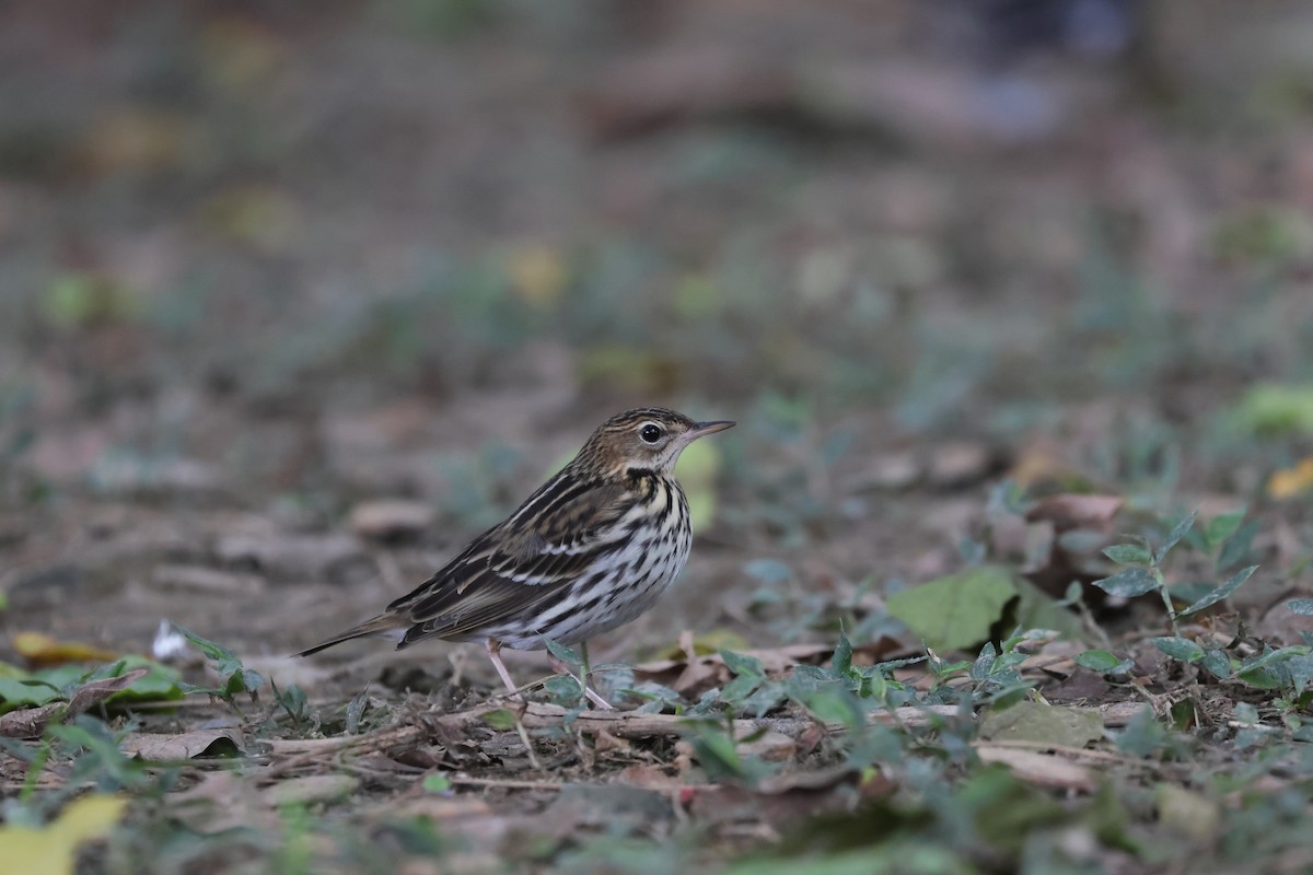 Pipit de la Petchora - ML644645530