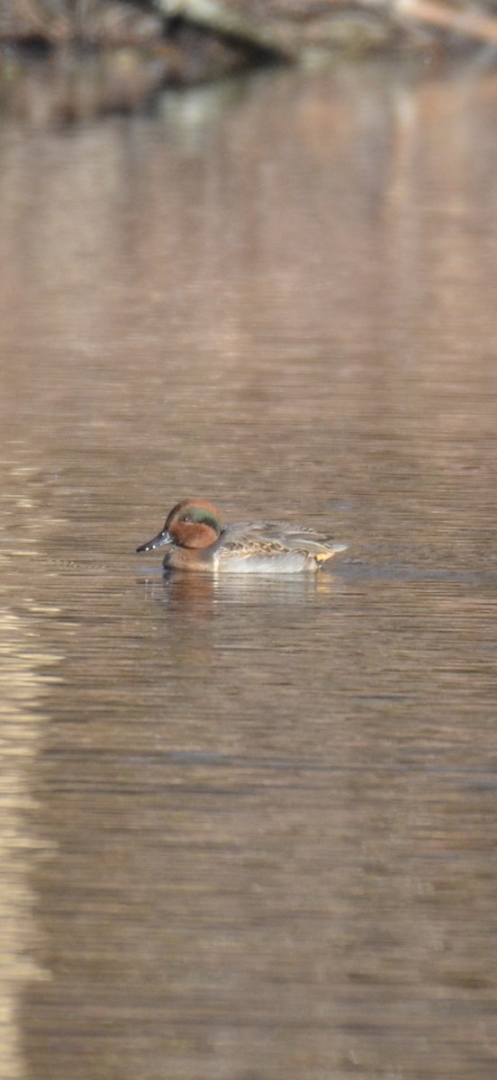 Sarcelle d'hiver - ML644645531