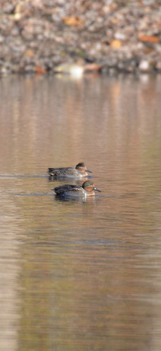 Sarcelle d'hiver - ML644645532