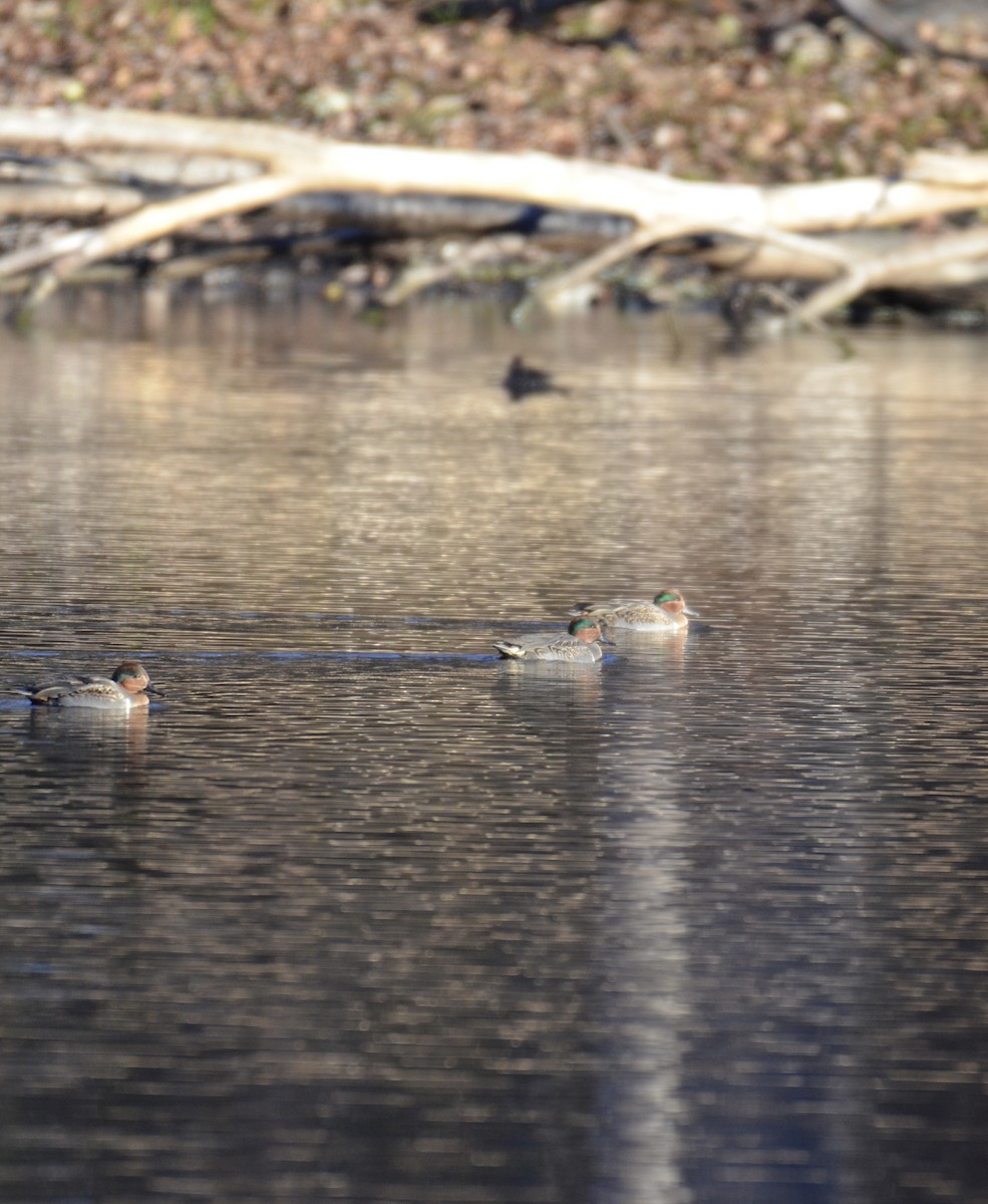 Sarcelle d'hiver - ML644645533