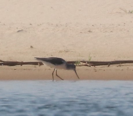 Chevalier stagnatile - ML644645535