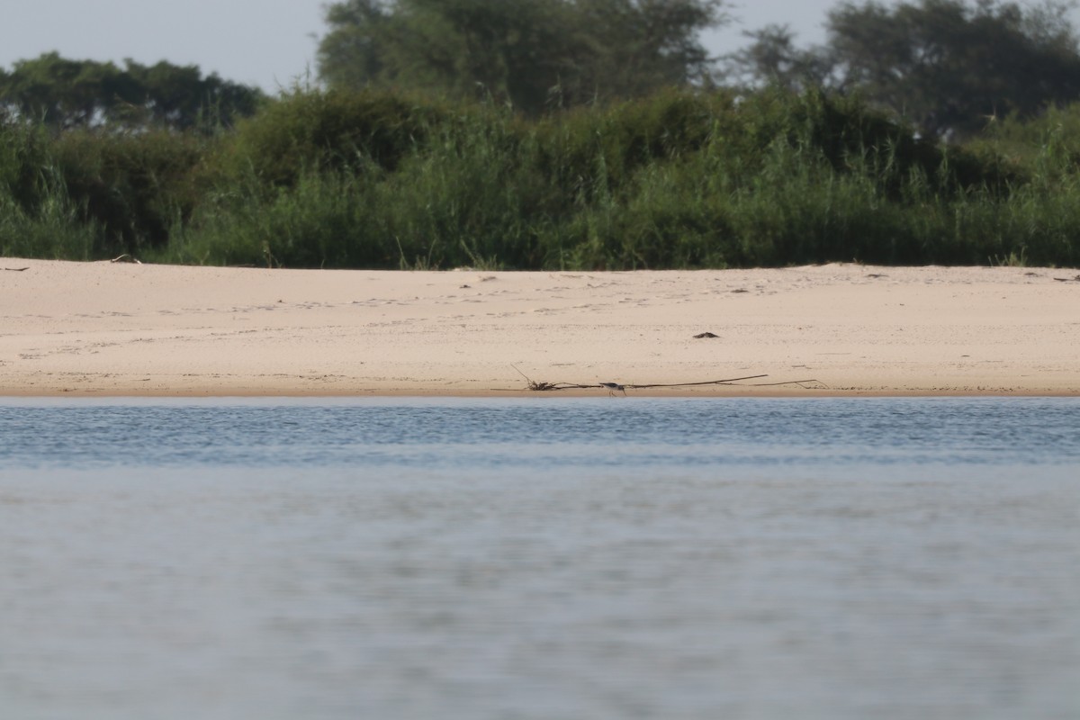 Chevalier stagnatile - ML644645536