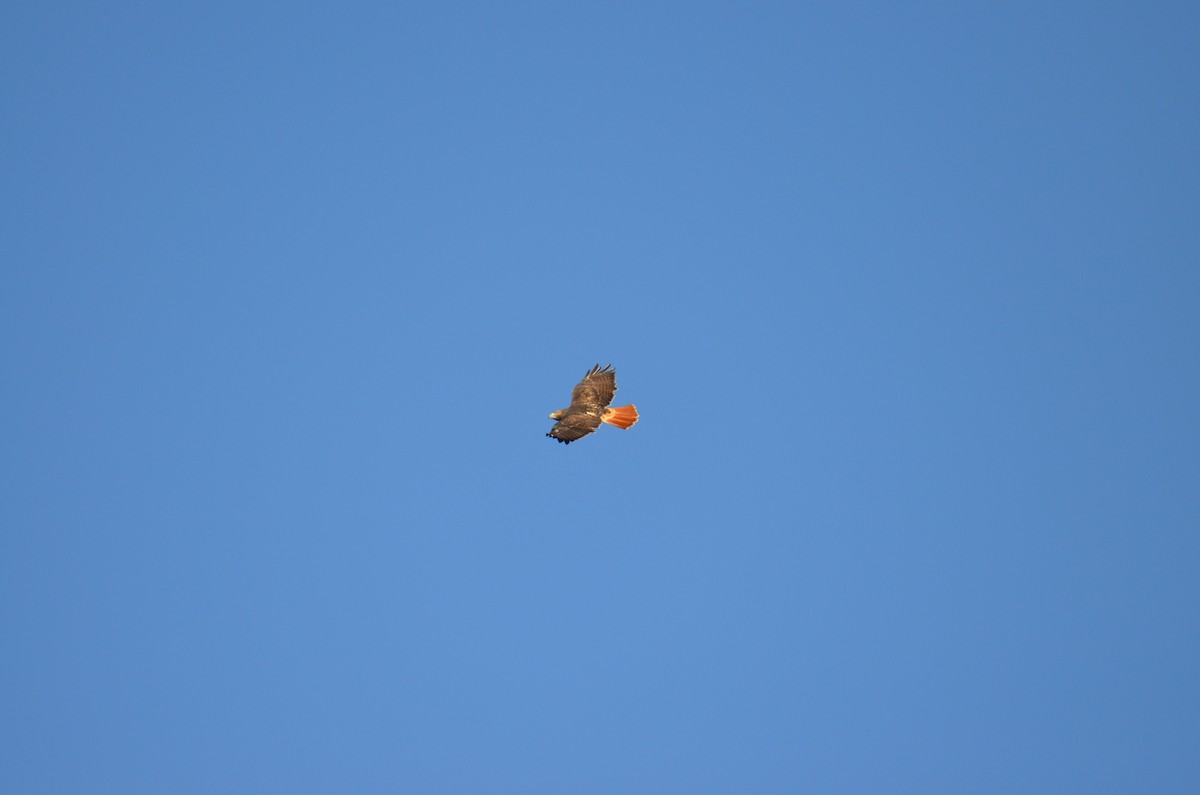 Buse à queue rousse - ML644645537