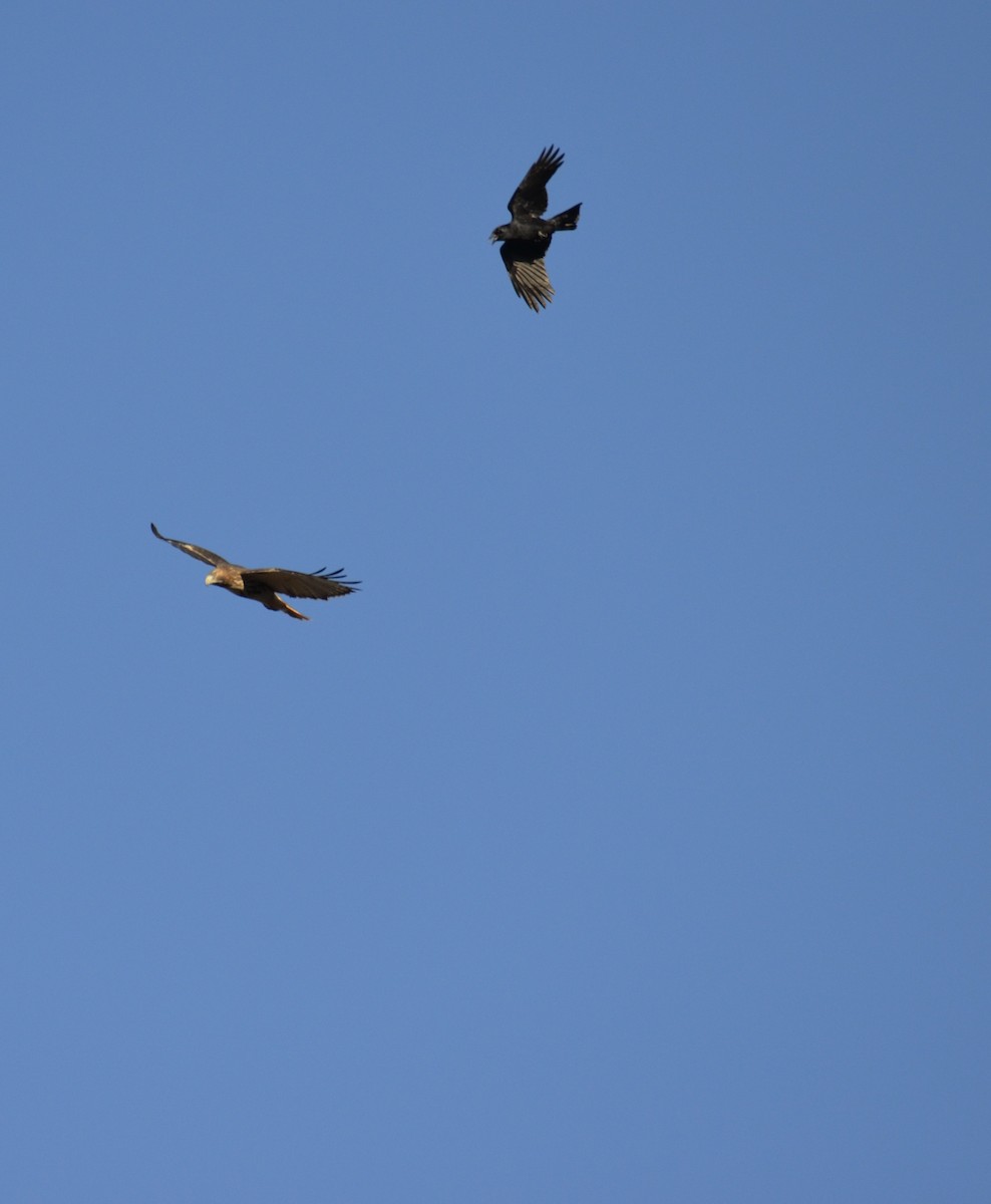 Buse à queue rousse - ML644645538