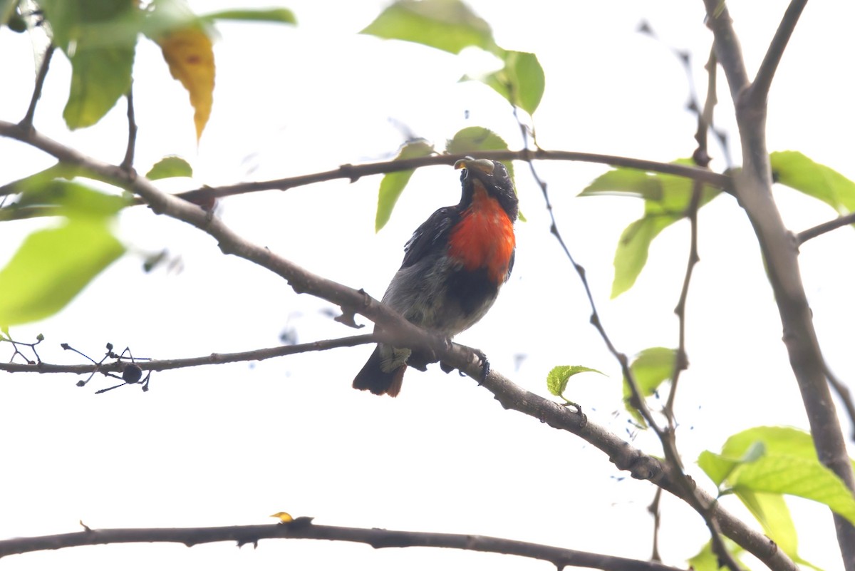 Dicée des Célèbes (kuehni) - ML644645539