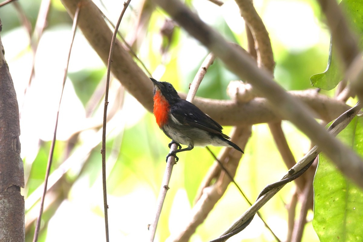 Dicée des Célèbes (kuehni) - ML644645541
