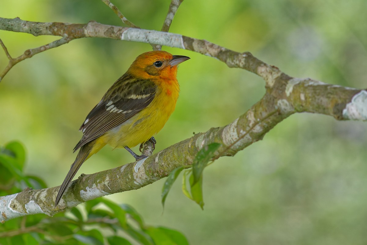 Piranga à dos rayé - ML644645544