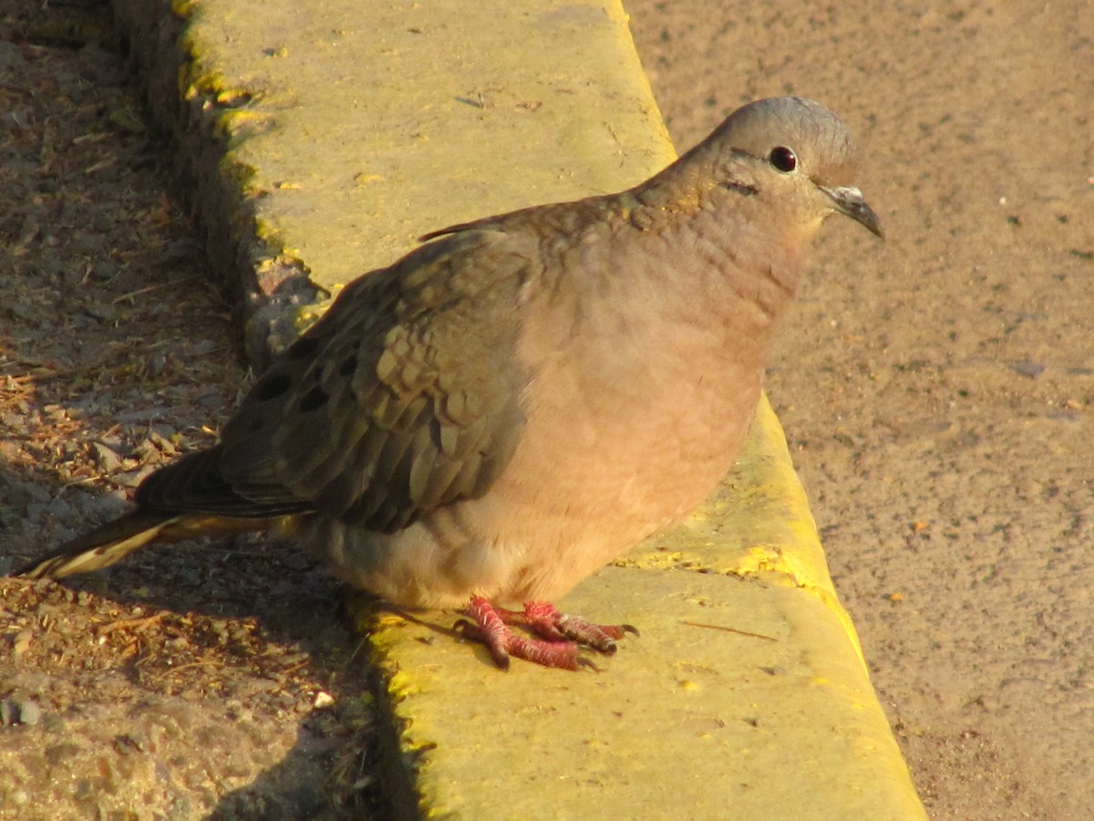 Tourterelle oreillarde - ML644645545