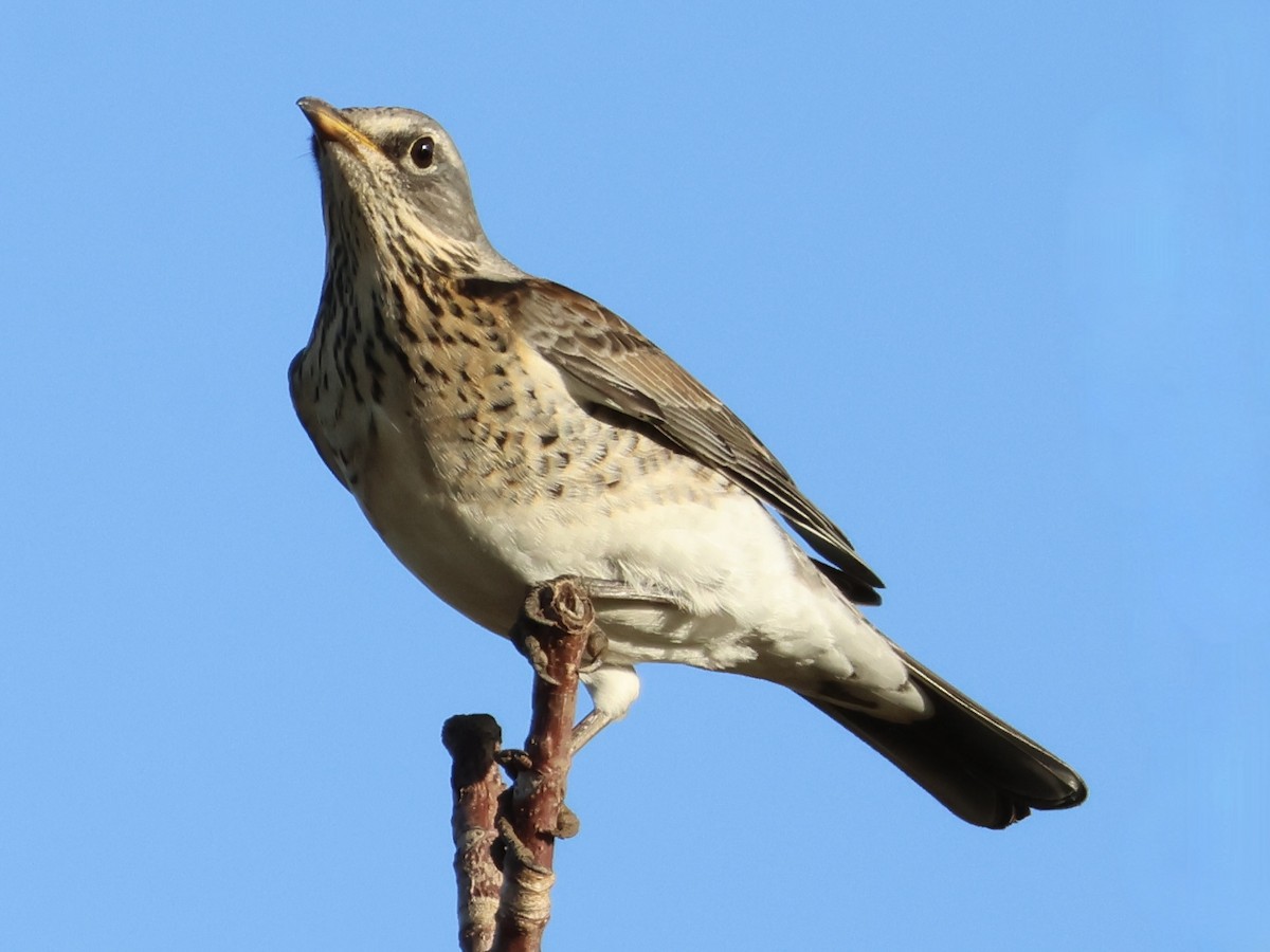 Grive litorne - ML644645546