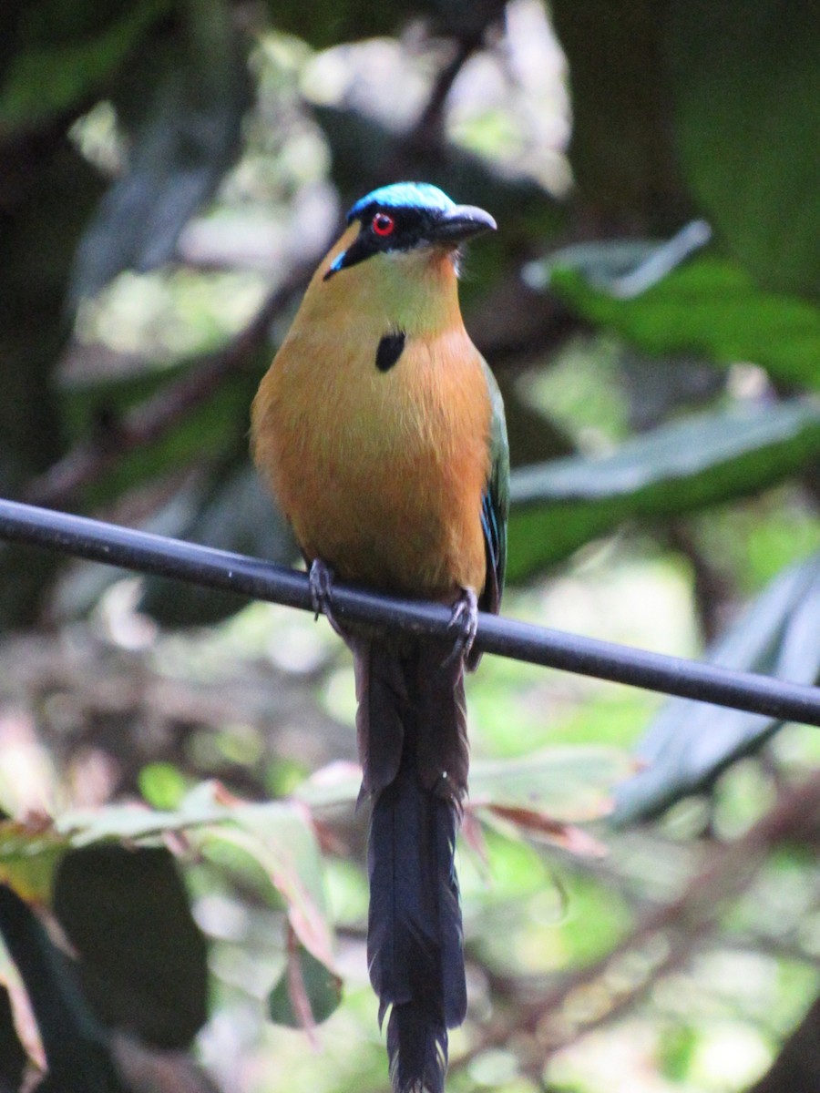 Motmot d'Équateur - ML644645547
