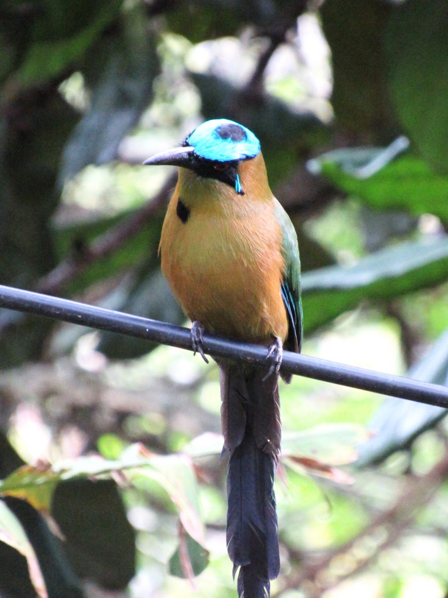 Motmot d'Équateur - ML644645548