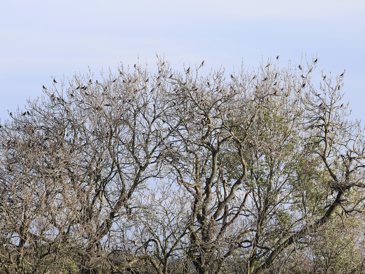 Grive litorne - ML644645549