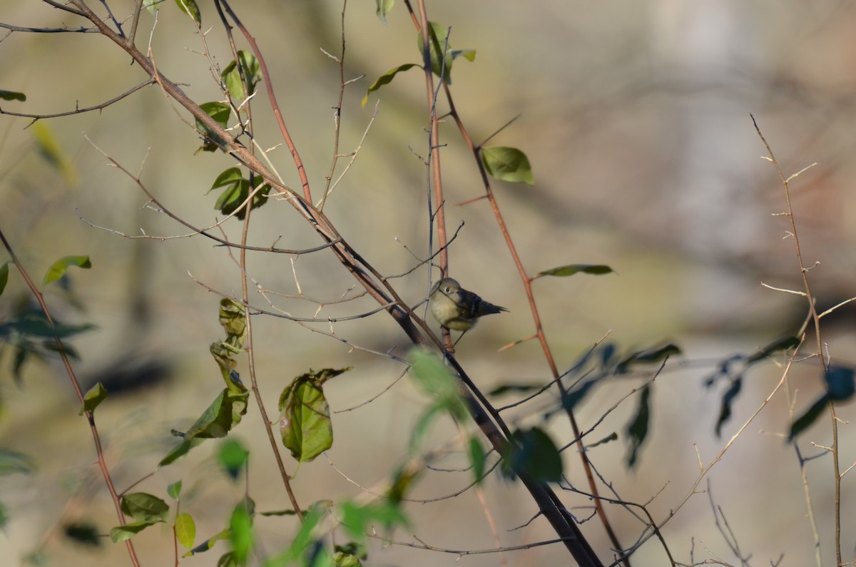 Roitelet à couronne rubis - ML644645550