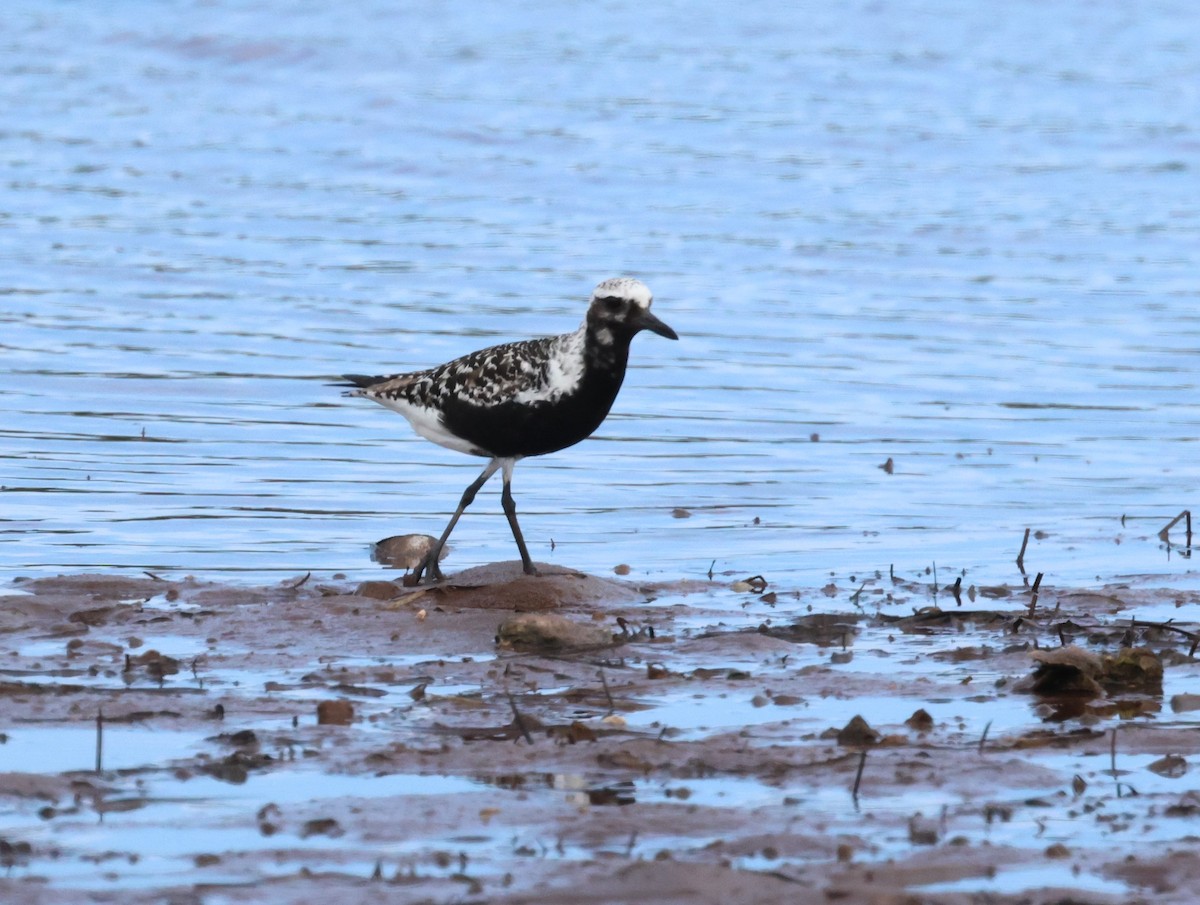Pluvier argenté - ML644645551