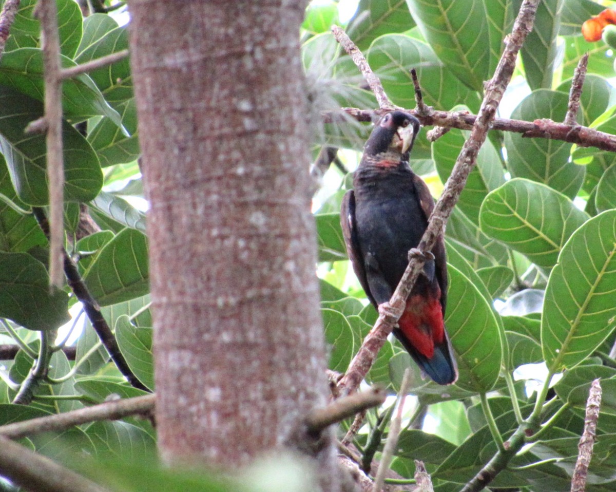 Pione noire - ML644645553