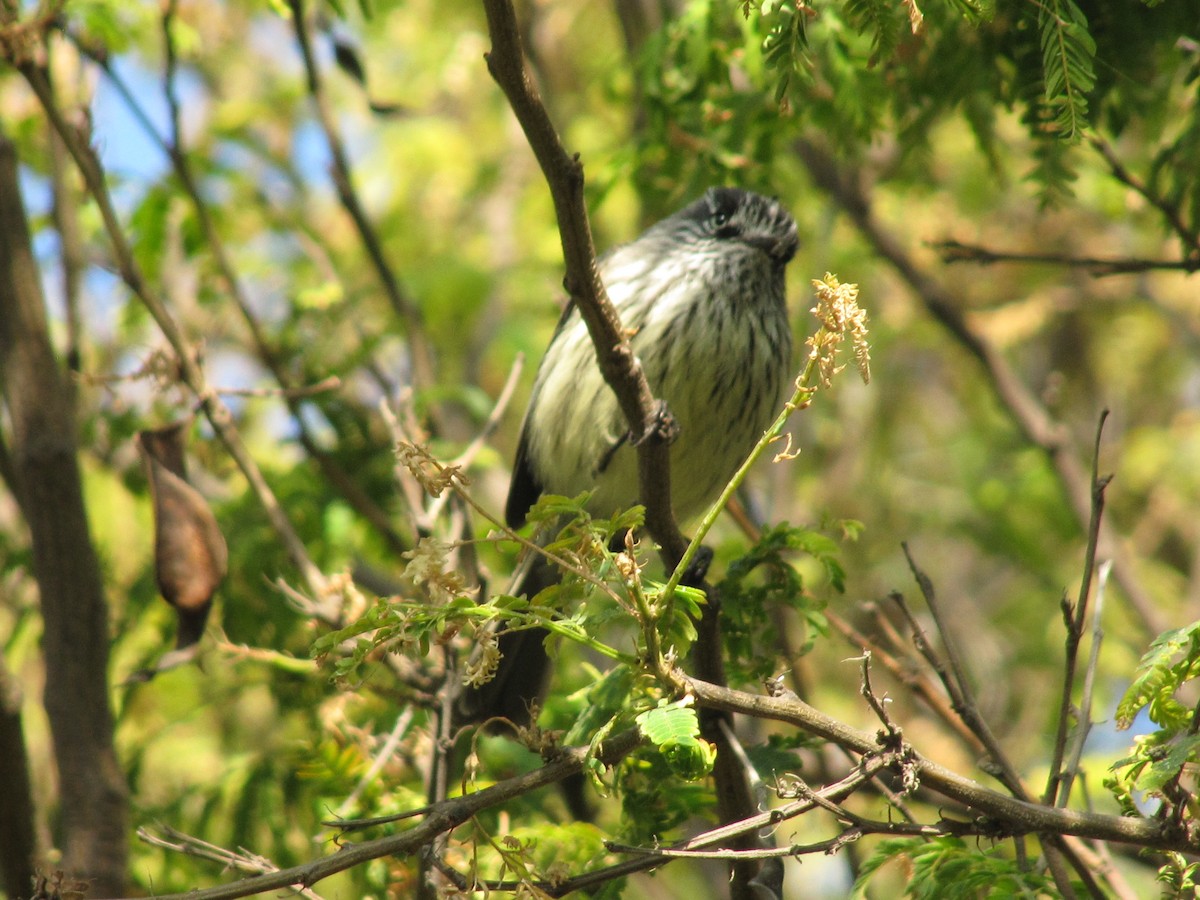 Tufted Tit-Tyrant - ML644645559