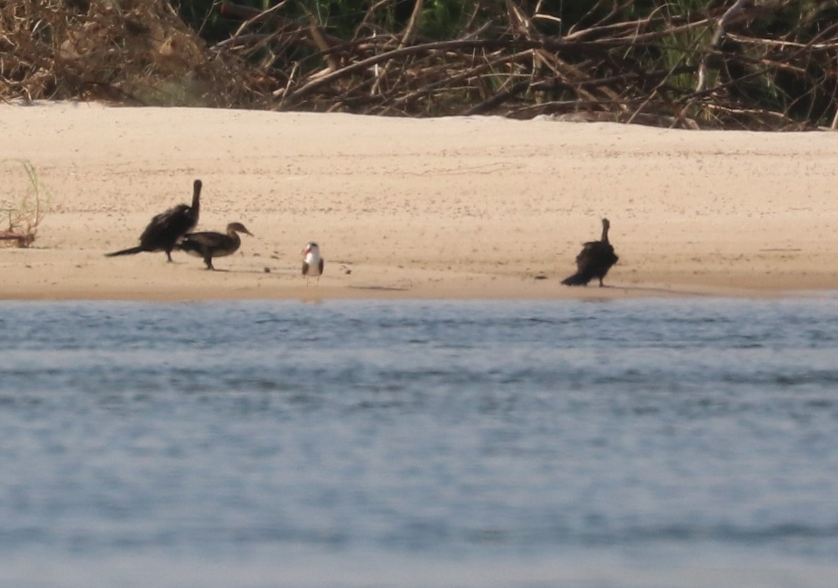 Reed Cormorant - ML644645567