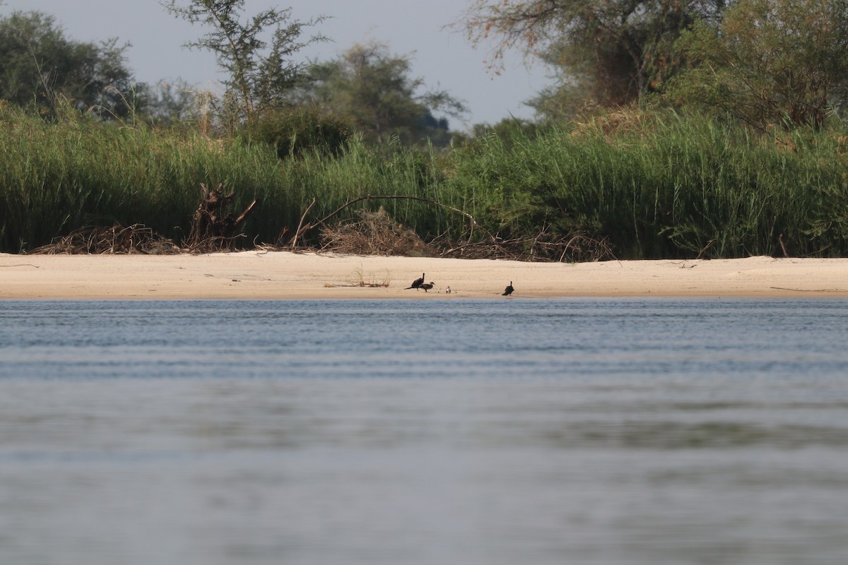 Reed Cormorant - ML644645568