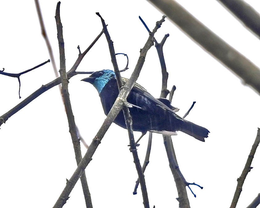 Blue-necked Tanager - ML644645569