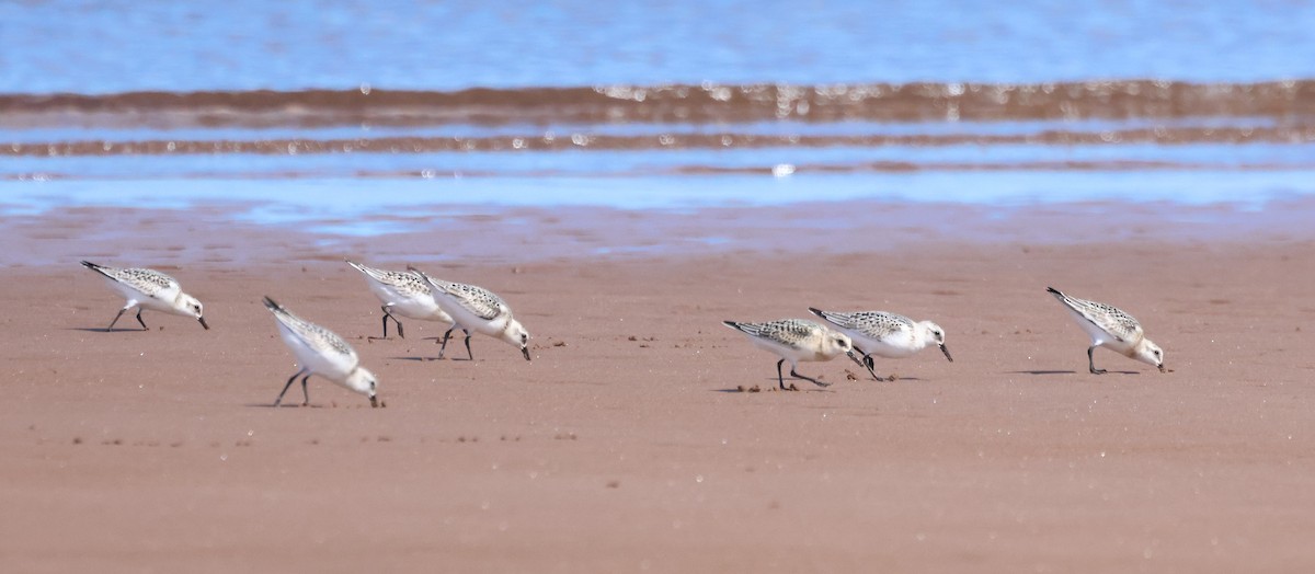 Sanderling - ML644645572
