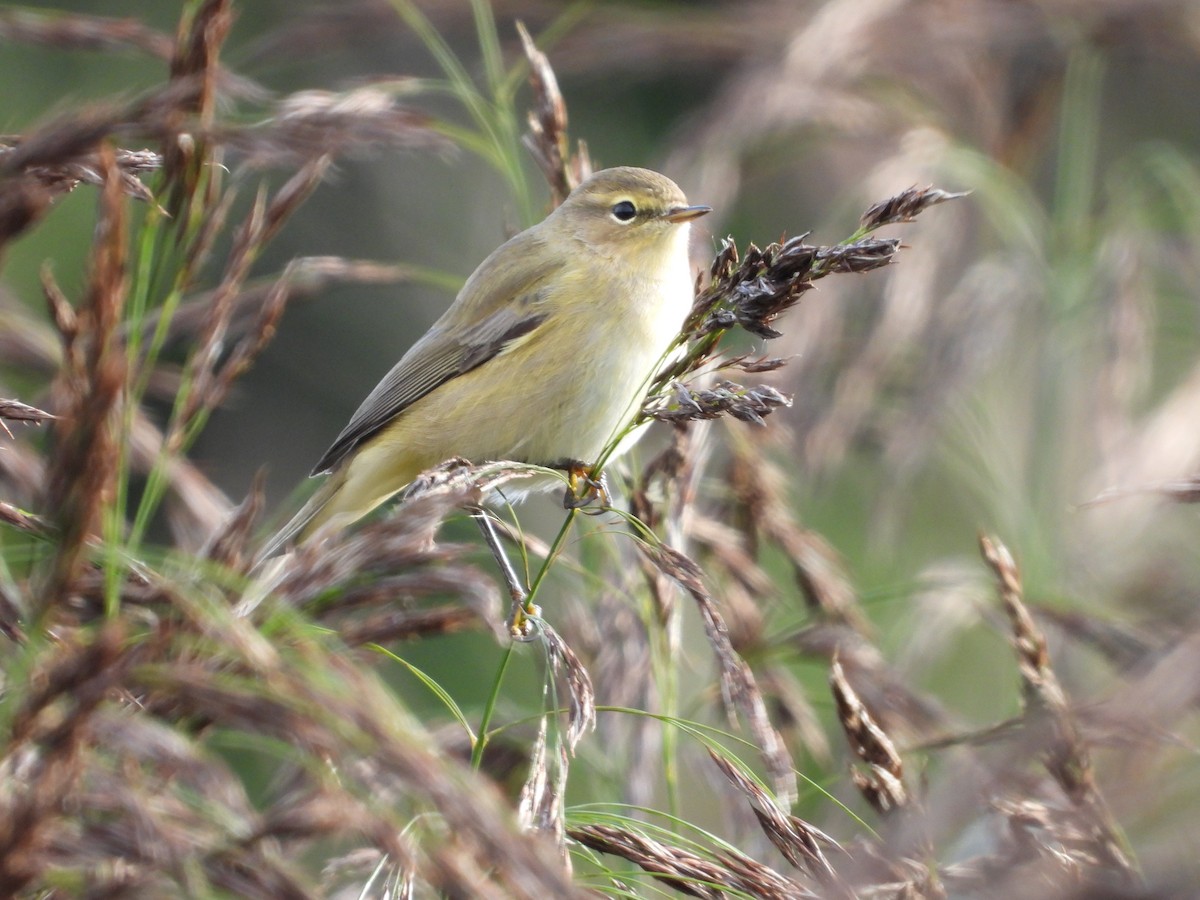 Willow Warbler - ML644645573