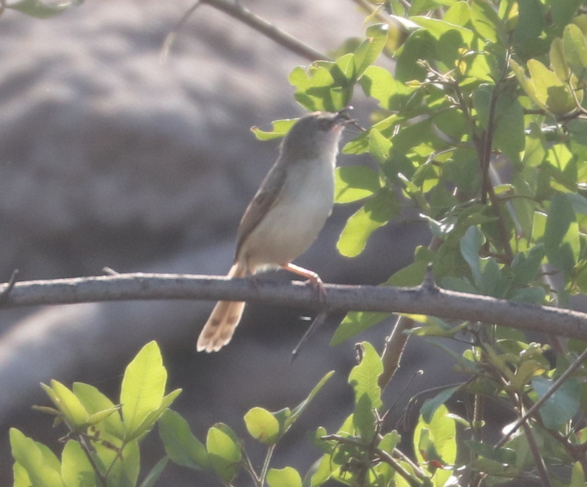 Tawny-flanked Prinia - ML644645574